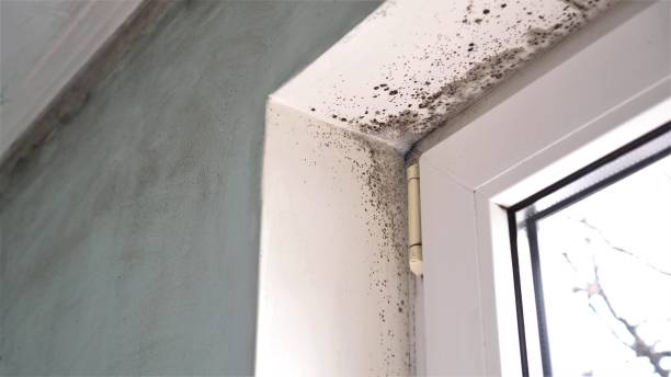 Best Mold Testing and Inspection Services in Colton, CA