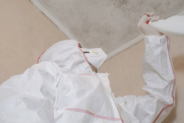 Best Post-Flood Mold Remediation in Colton, CA