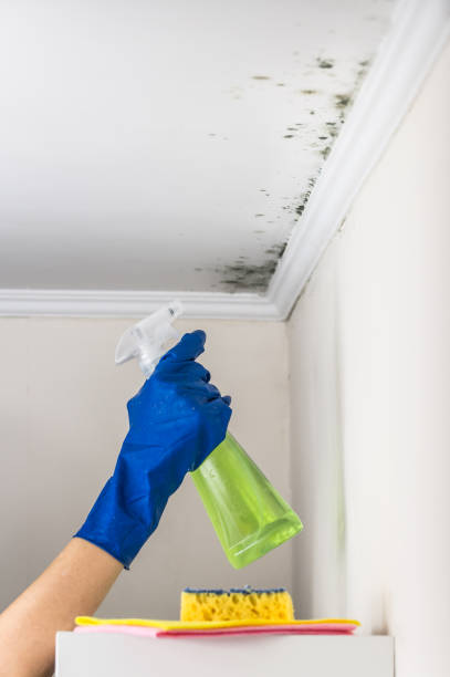Best Mold Remediation for Specific Building Types in Colton, CA